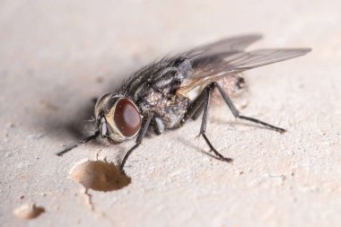 Beton duvarda floretik akarlarla kaplanmış sinekler var.