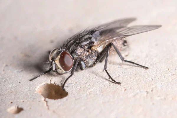 Beton duvarda floretik akarlarla kaplanmış sinekler var.