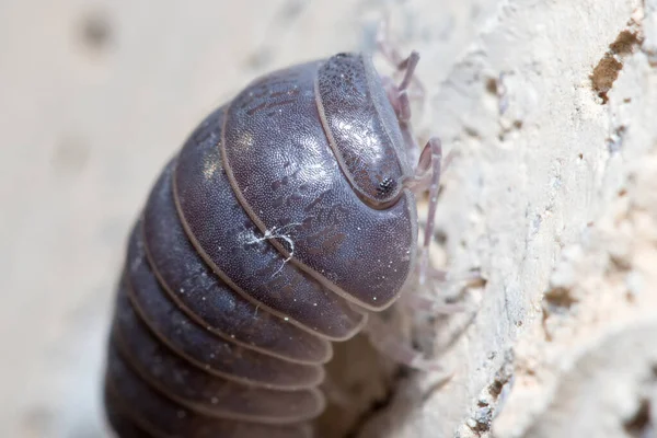 Roly poly bug, Armadillidium vulgare, climbs a concrete floor under the sun — Stock Photo, Image