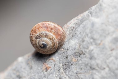 Helix aspersa salyangozu güneşin altındaki bir kayada sürünüyor.