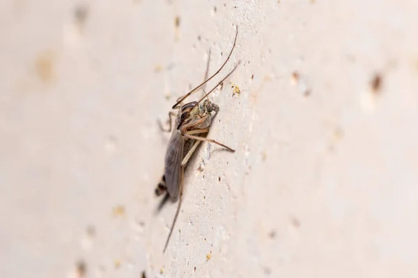 Isırmayan midge Chironomus sp. Beton bir duvarda duruyor. — Stok fotoğraf