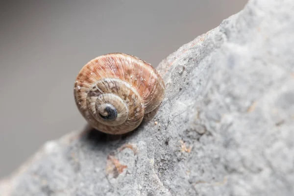 Helix aspersa snail crawling up a rock under the sun — Stock Photo, Image