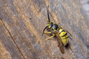Vespula germanica eşekarısı bir odun parçasına poz vermiş.