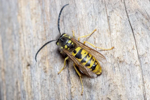 Vespula germanica eşekarısı bir odun parçasına poz vermiş. — Stok fotoğraf