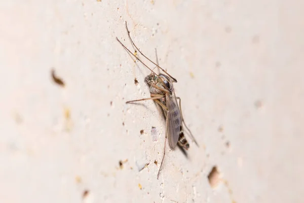 Midge Chironomus sp. posado en una pared de hormigón — Foto de Stock