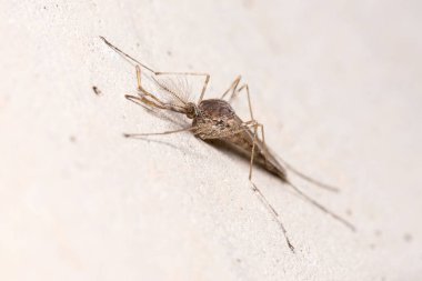Isırmayan midge Chironomus sp. Beton bir duvarda duruyor.