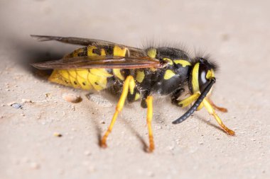 Beton bir duvara Vespula germanica eşekarısı poz verdi