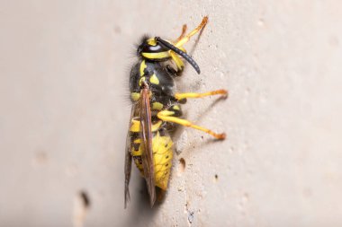 Beton bir duvara Vespula germanica eşekarısı poz verdi