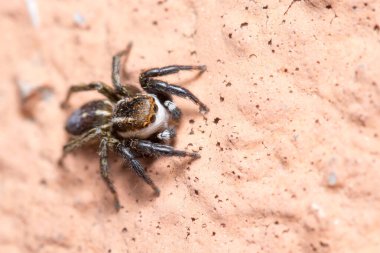 Phlegra Bresnieri zıplayan örümceği güneşli bir günde duvarda poz verdi.