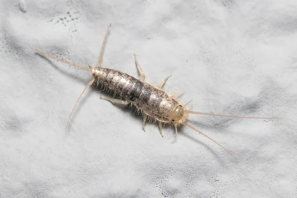 Серебряное насекомое, Lepisma saccharina, ходящее по белой стене — стоковое фото