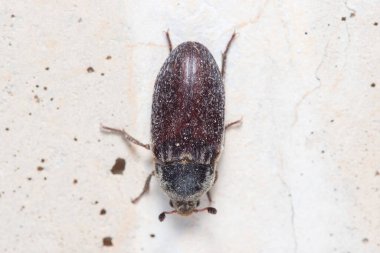 Dermestes frischii böceği güneşli bir günde bir kayanın üzerinde poz verdi.