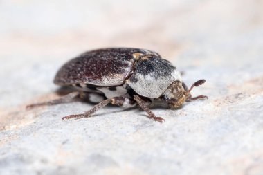 Dermestes frischii böceği güneşli bir günde bir kayanın üzerinde poz verdi.