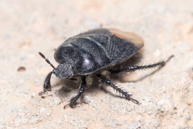  Kazıcı böcek, Cydnus aterrimus, beton duvarda yürüyor.