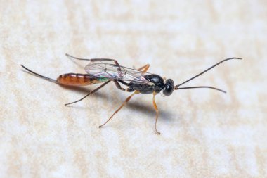 Ichneumon eşekarısı, Ichneumonidae, av aramak için bir duvara poz verdi.