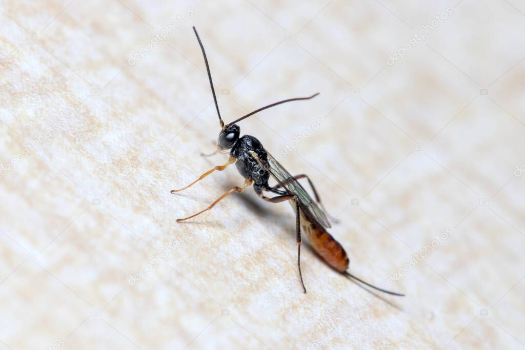 Ichneumon wasp, Ichneumonidae, posed on a wall looking for preys