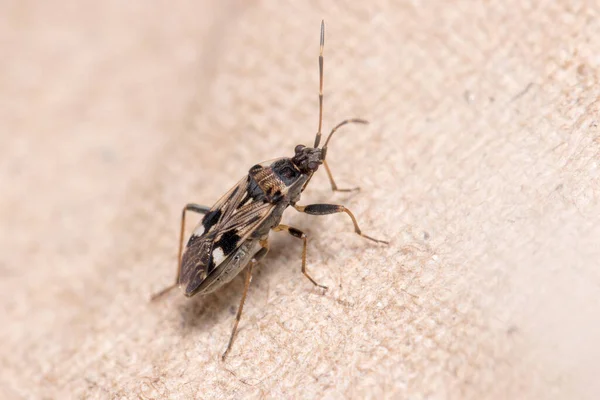 Karton bir parçanın üzerinde yürüyen Beosus maritimus böceği — Stok fotoğraf