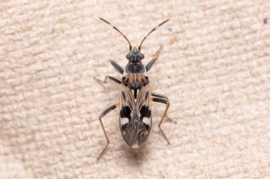 Karton bir parçanın üzerinde yürüyen Beosus maritimus böceği