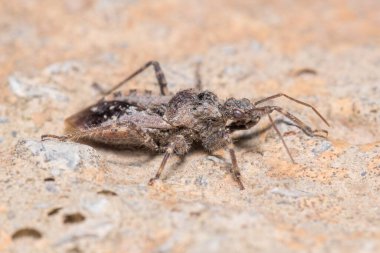 Coranus Griseus güneşli bir günde bir kayanın üzerinde yürüyor.