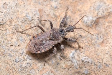 Coranus Griseus güneşli bir günde bir kayanın üzerinde yürüyor.