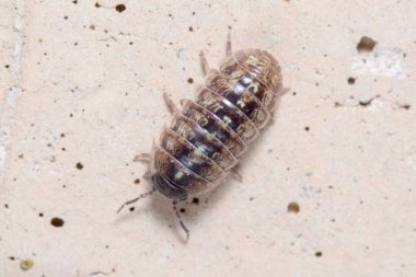 Roly Poly böceği, Armadillidium vulgare, güneşin altında beton zeminde yürüyor.