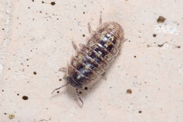 Roly poly bug, Armadillidium vulgare, walking on a concrete floor under the sun — Stock Photo, Image