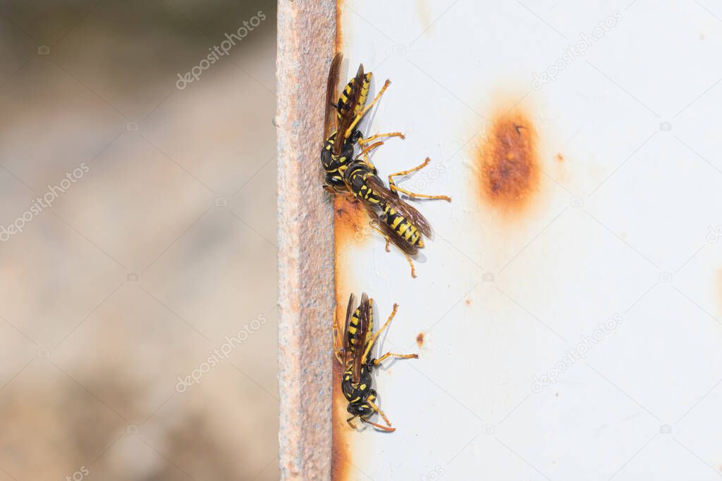 European paper wasps, Polistes dominula, gathering around the nest