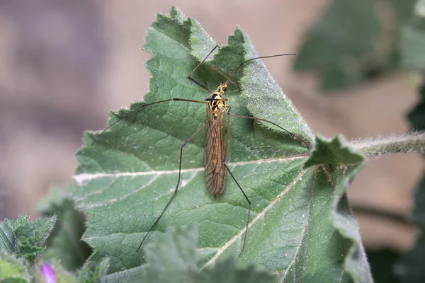 Grúa mosca Nephrotoma sp, Tipulidae, posa sobre una hoja verde — Foto de Stock