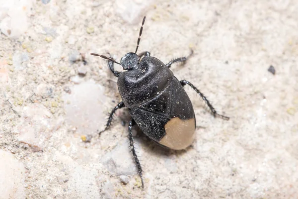 Punaise fouisseuse, Cydnus aterrimus, marchant sur un sol en béton — Photo