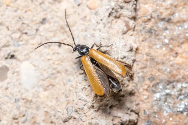 Escarabajo soldado Rhagonycha sp. extendiendo las alas sobre una roca en un día soleado — Foto de Stock