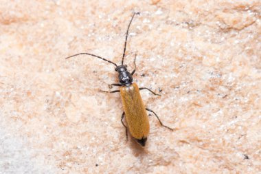 Asker böcek Rhagonycha Sp. Güneşli bir günde bir kayanın üzerinde yürüyorum.
