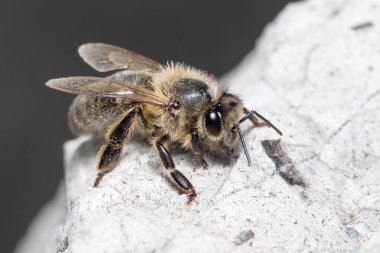 Apis mellifera güneşli bir günde bir kayanın üzerinde dinleniyor.