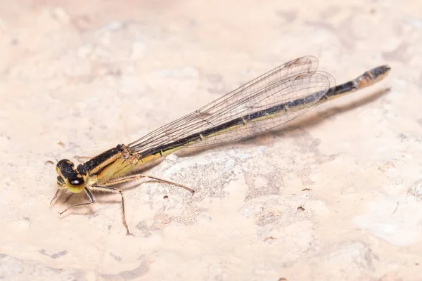 Ischnura elegans fröken poserade på en sten under solen — Stockfoto