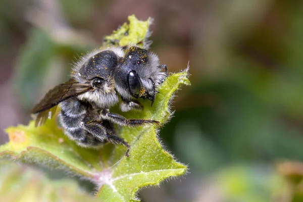 Abelha-cortador, Megachile sp., cortando a folha de uma planta verde — Fotografia de Stock