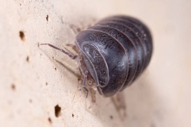 Roly Poly böceği, Armadillidium vulgare, güneşin altında beton zeminde yürüyor.