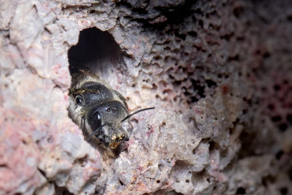 Пчела-листоед, Megachile sp., покоится в своем каменном гнезде — стоковое фото