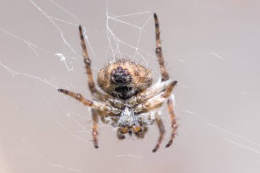 Gorse Orb-weaver spaider, Agalenatea Redii, ağında avını bekliyor.