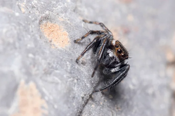 Evarcha jucunda araña caminando sobre una roca en busca de presas — Foto de Stock