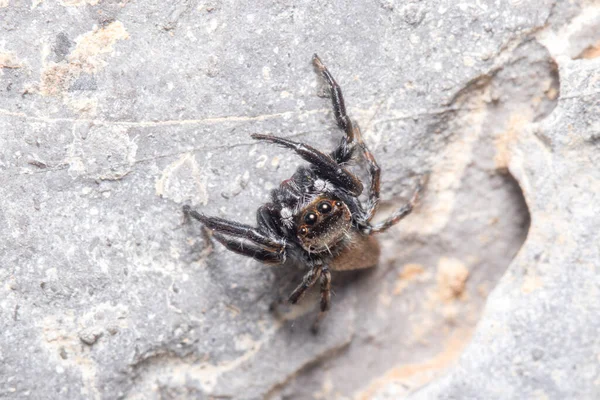 Evarcha jucunda araña caminando sobre una roca en busca de presas — Foto de Stock