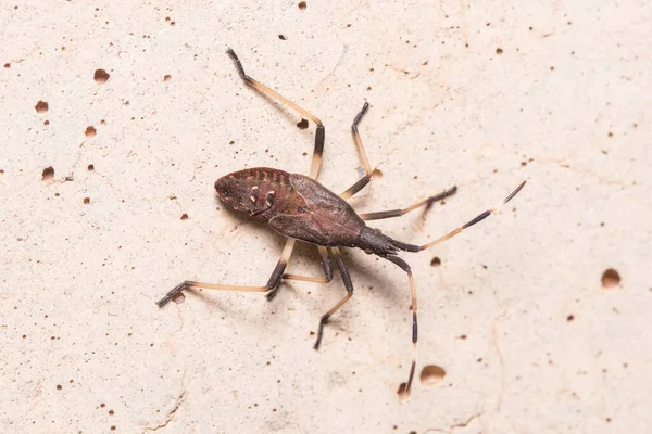 Etapa V ninfa de Dicranocephalus albipes caminando sobre un muro de hormigón — Foto de Stock