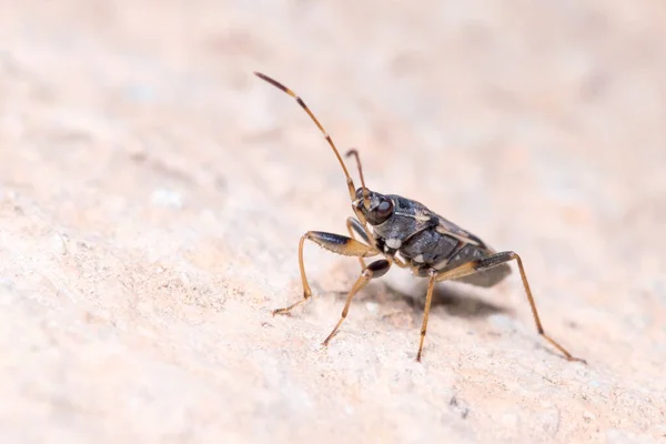 Beosus maritimus insect walking on a rock on a sunny day — Stock Photo, Image