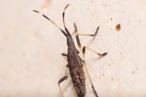 Nymphe de stade V de Dicranocephalus albipes marchant sur un mur de béton — Photo