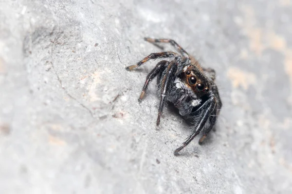 Evarcha jucunda araña caminando sobre una roca en busca de presas — Foto de Stock