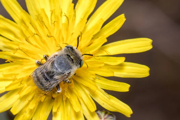 Leafcutter bee, Megachile sp, colhendo pólen de uma flor amarela — Fotografia de Stock