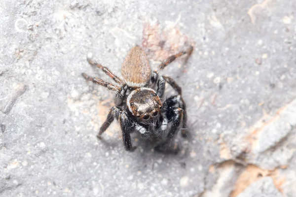 Evarcha jucunda Spinnenwanderung auf einem Felsen auf der Suche nach Beute — Stockfoto