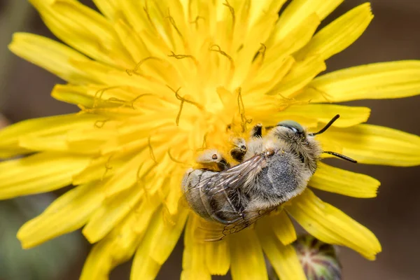 Leafcutter bee, Megachile sp, colhendo pólen de uma flor amarela — Fotografia de Stock