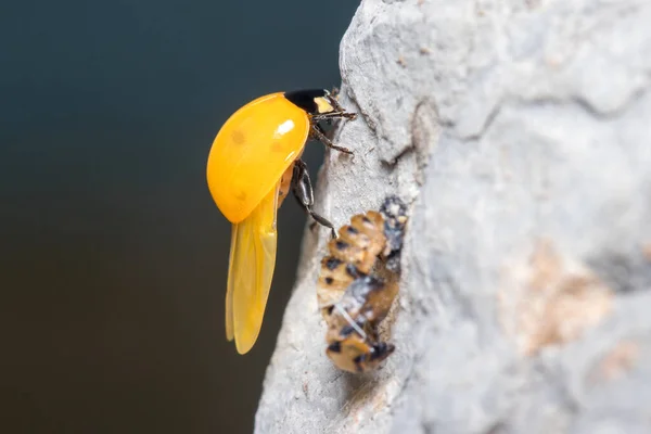 刚出生的7个地点的瓢虫Coccinella septempunctata在自己的蛹旁展翅 — 图库照片