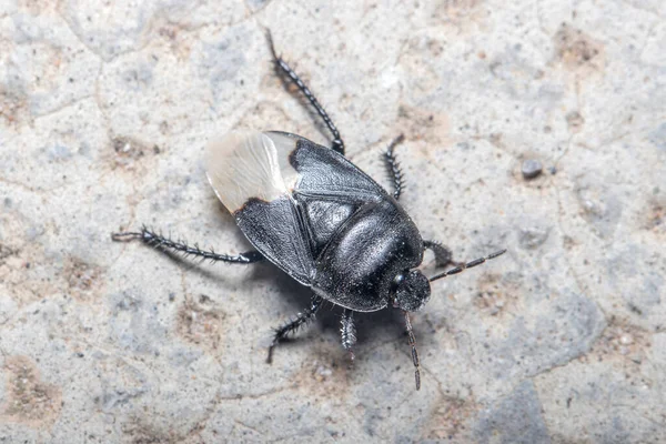 Cimice scavatore, Cydnus aterrimus, camminare su un pavimento di cemento — Foto Stock