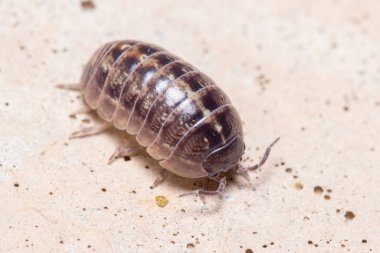 Roly Poly böceği, Armadillidium vulgare, güneşin altında beton zeminde yürüyor.