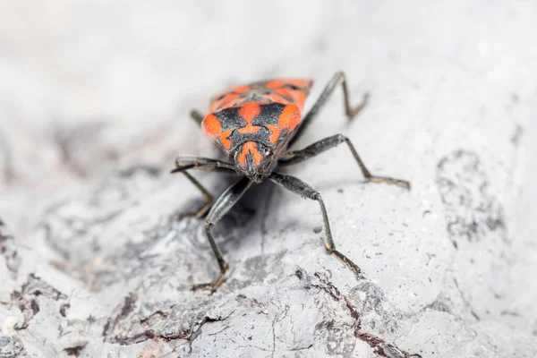 Seed bug, Spilostethus pandurus, pózolt egy fehér sziklán egy napsütéses napon — Stock Fotó