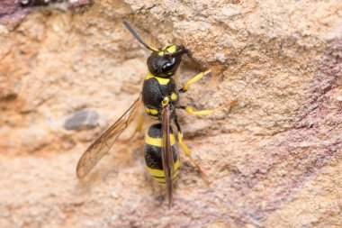 Ancistrocerus sp. Güneşli bir günde yaban arısı bir kayanın üzerinde poz verdi.